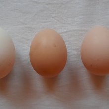 Saar, Toos en Miep
2024
