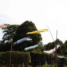 2020-2021 Gestalte op het landje   
Nijmegen West