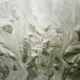 Bloemen 2, 1992